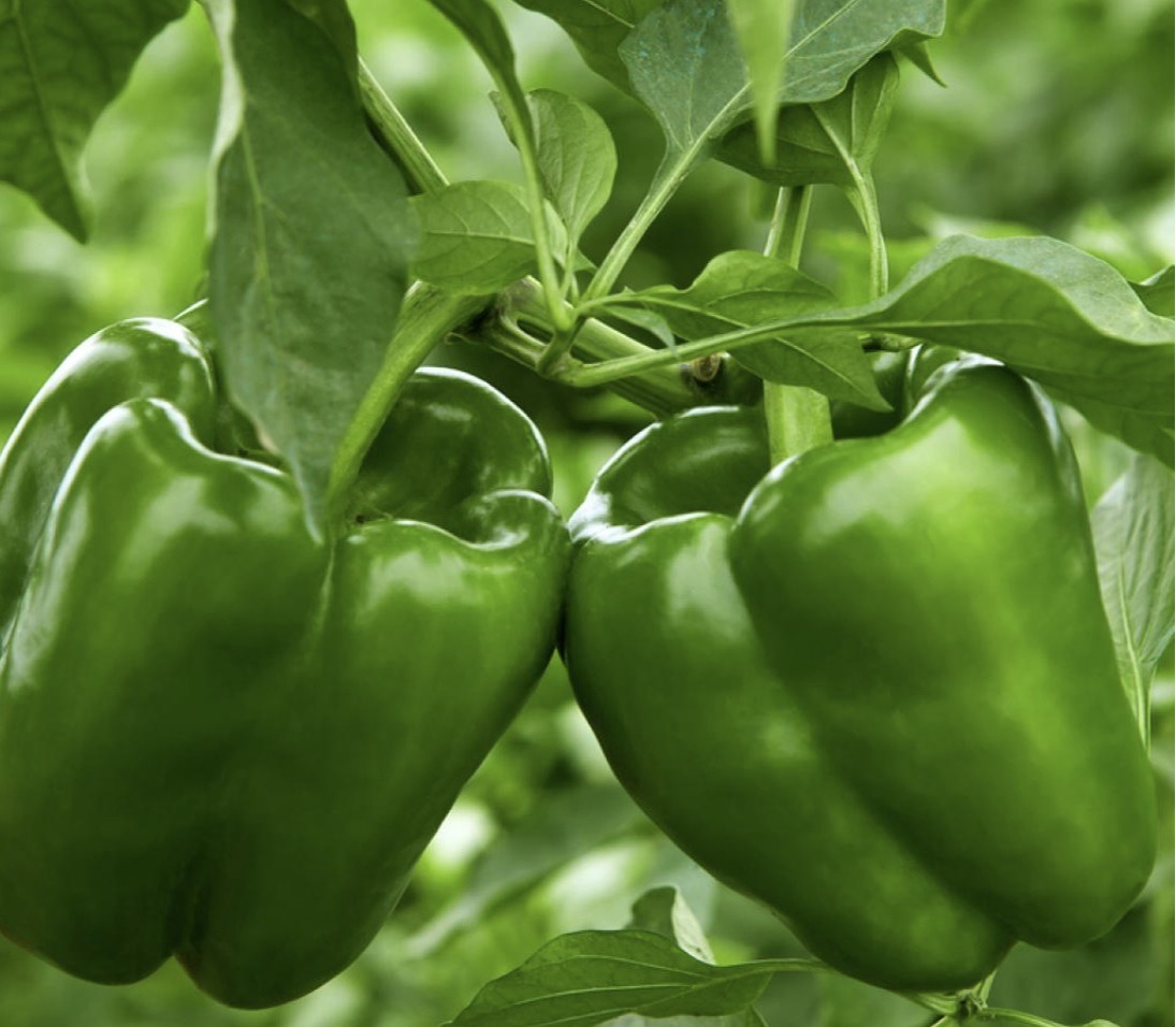 Sweet Pepper Profile